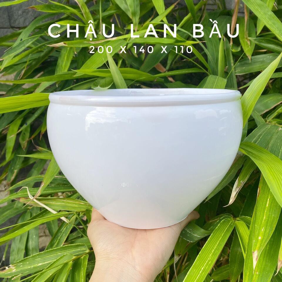 Bộ 2 chậu hoa lan bầu màu trắng 20x14cm