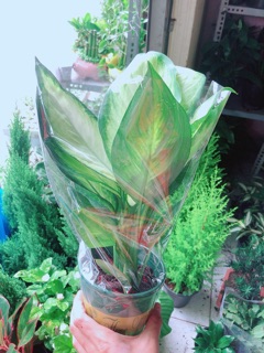 Cây Vạn Niên Thanh 30-40cm