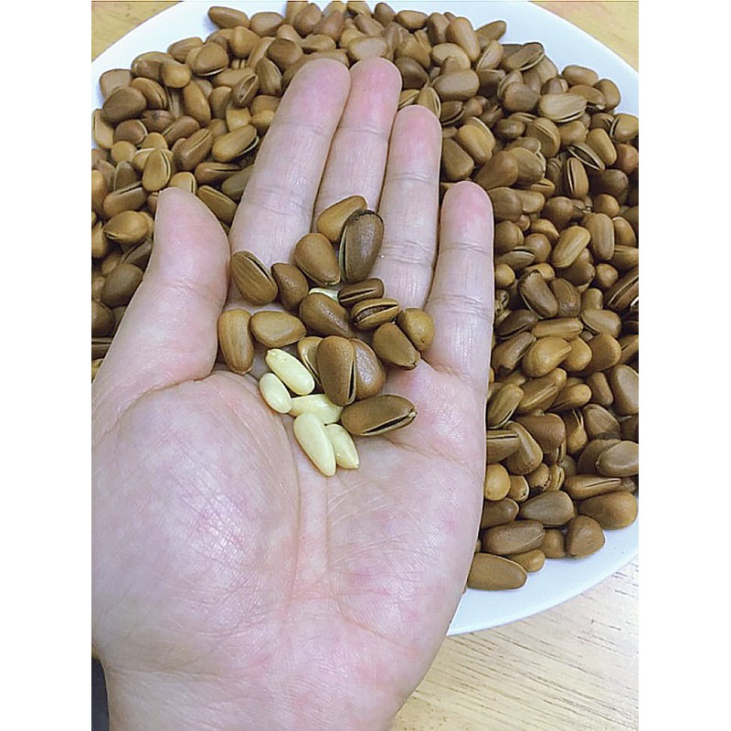 Hạt thông Mỹ sấy chín