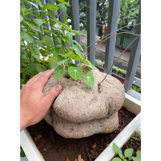 [Siêu.sale.+ tặng phân bón] Củ Bình Vôi Bonsai siêu to 🤩