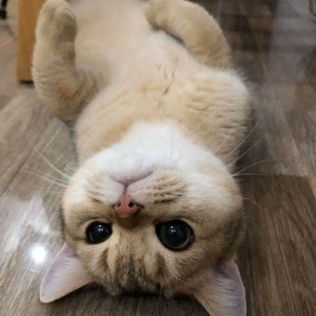 Chinu