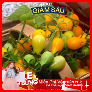 Hạt giống cà chua lê vàng - 30 hạt / gói