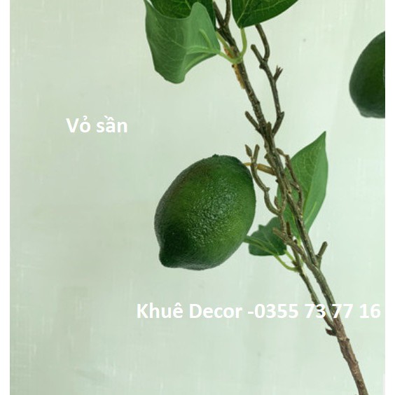 Cành Chanh Giả - Cao cấp - Vỏ sần