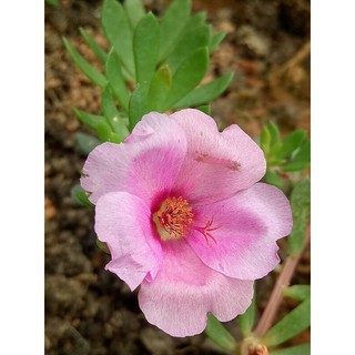 Hoa Sam Giọt Nước 1 set