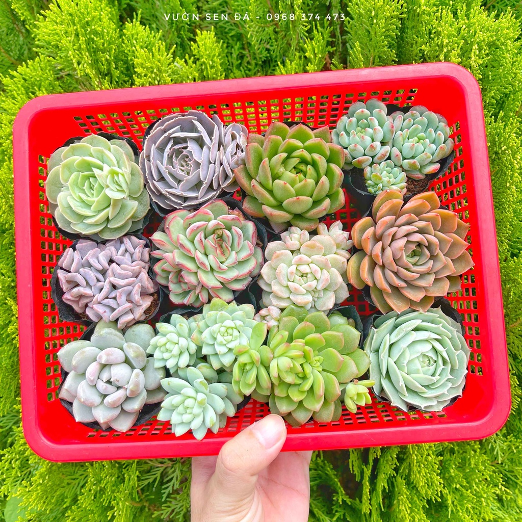 Combo sen đá cỡ nhỏ 3-5cm