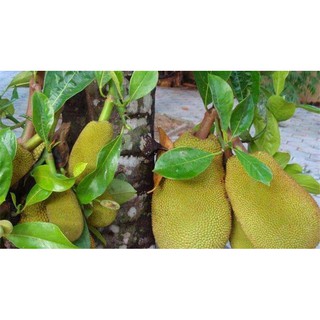 Cây giống Mít Tố Nữ ghép [ siêu sớm ]
