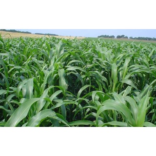 Hạt giống cỏ chăn nuôi ( tặng kèm phân bón và kích mầm )