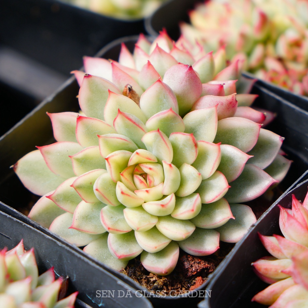 Sen Đá Viền Hồng mini đột biến 2-3 đầu GLASS GARDEN, Sen Đá Var, Hàng Chuẩn Đà Lạt, Lỗi 1 đổi 1