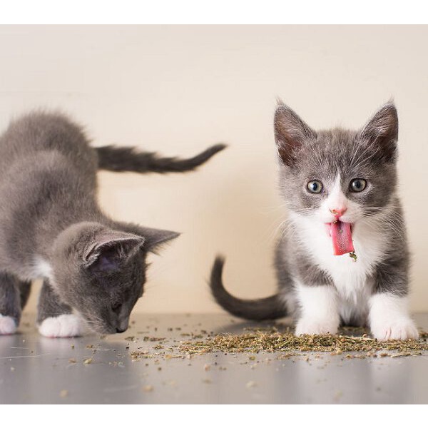 Cỏ mèo bạc hà Catnip khô / Cỏ mèo khô catnip hương bạc hà