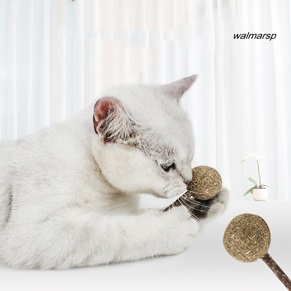 Que cỏ mèo khô vệ sinh răng cho mèo hình cây kẹo mút
