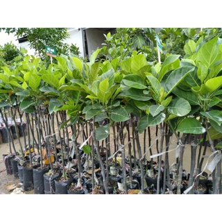 Cây 🌲 Mít ko hạt  cây giống malaysia