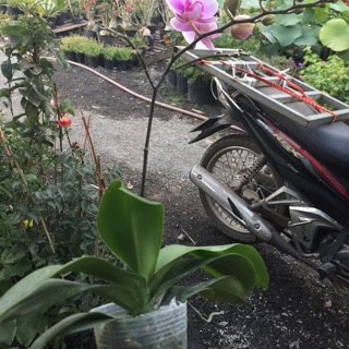Hồ điệp đang hoa mini