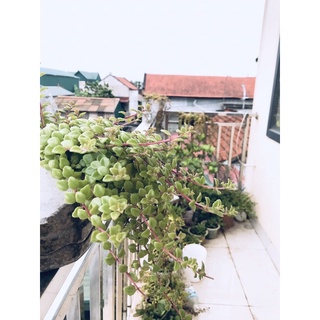 Cây vảy rồng (20 cành)