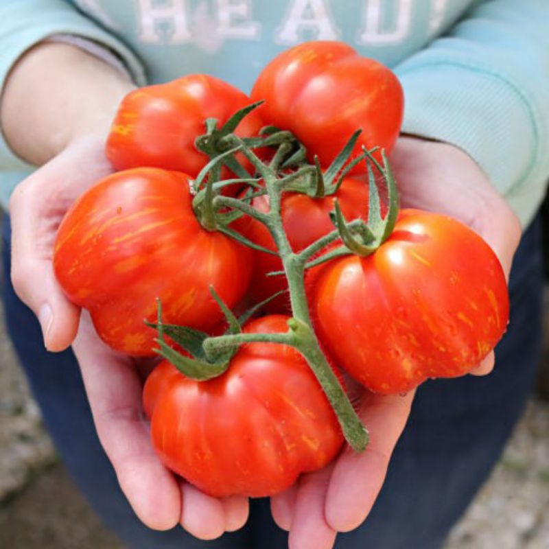 Hạt giống cà chua sweet pepper F1 nhập khẩu Mỹ - 20 hạt