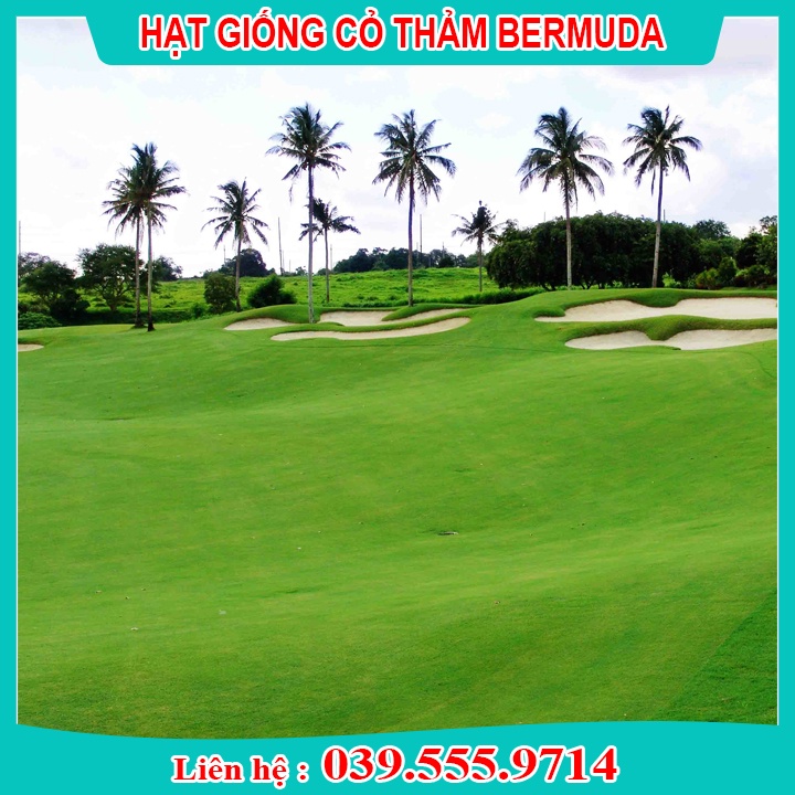 200G HẠT GIỐNG CỎ THẢM BERMUDA XANH  UY TÍN CHẤT LƯỢNG CAO