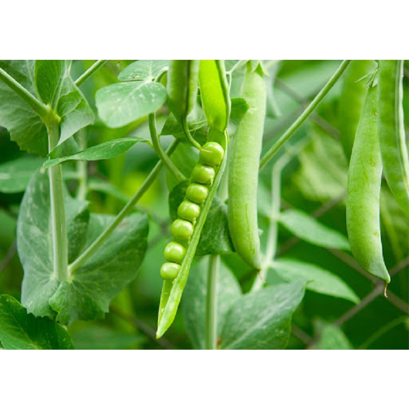 Đậu Hà Lan hữu cơ 500g