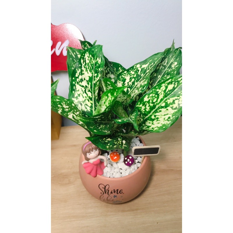 Cây Ngọc Ngân - Cây Valentine