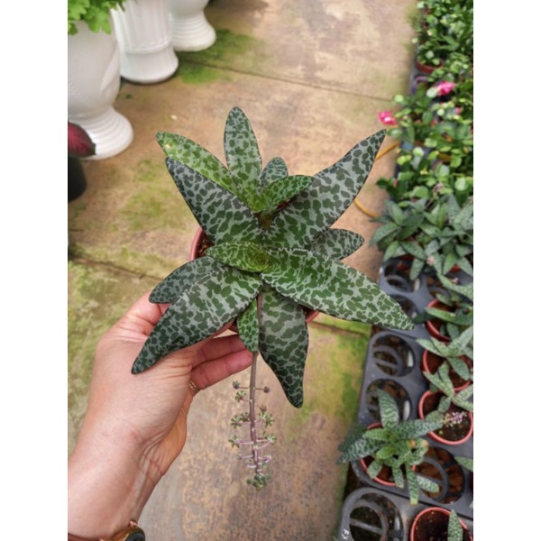 Chậu cứng Silver squill