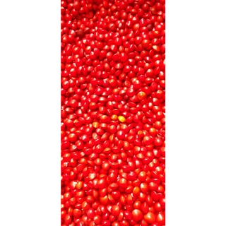 1kg Hạt cẩm lai đỏ