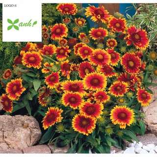 🍀HẠT GIỐNG HOA CÚC LẠC🍀 CÚC MẶT TRỜI MIX HOA LÂU NĂM