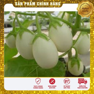 Bộ gói hạt giống Cà pháo (cà bát) (cà trứng) trắng