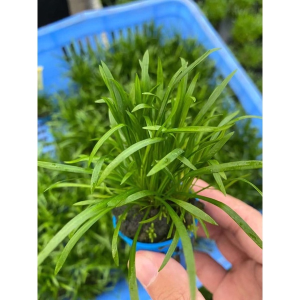 Cỏ đỏ - Cây thuỷ sinh