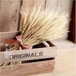Cành lúa mạch khô làm phụ kiện chụp ảnh phụ kiện trang trí nhà và cửa hàng