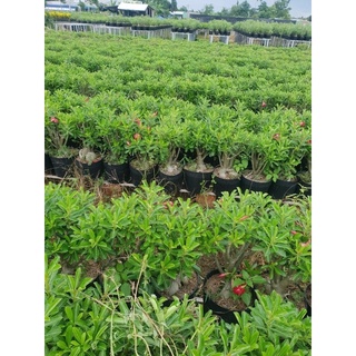 Cây hoa sứ Thái bầu to