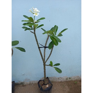 Cây hoa sứ đại trắng rất thơm