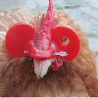 Kính đeo mắt cho gà chống cắn mổ