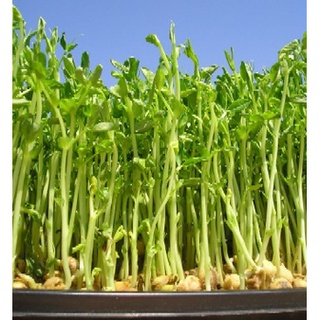 Hạt giống rau mầm đậu Hà Lan