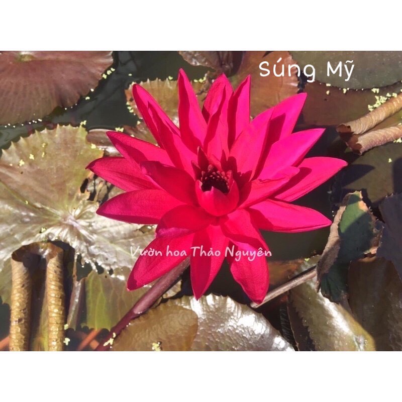 COMBO 6 CÂY HOA SÚNG THÁI LAN