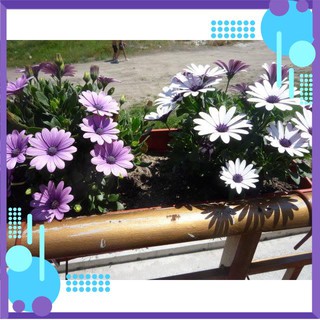 🌺🌸 HẠT GIỐNG HOA CÚC CHÂU PHI 🌸🌺 .