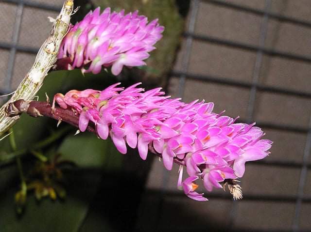 1 bó Lan báo hỉ cho hoa tết