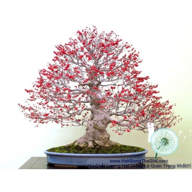 [Mã LIFEHL02 hoàn 10% xu đơn 50K] Hạt Giống Hoa Đông Đào Đỏ - Chưng Tết ĐẾN MÙA TRỒNG TẾT