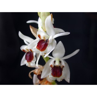 1 bó lan THANH ĐẠM KẾ  LỘC giống RỪNG TÂY BẮC