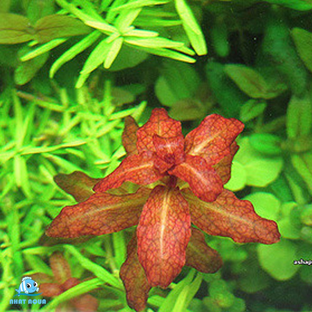 Cây Thủy Sinh Diệp Tài Hồng Lá Cam