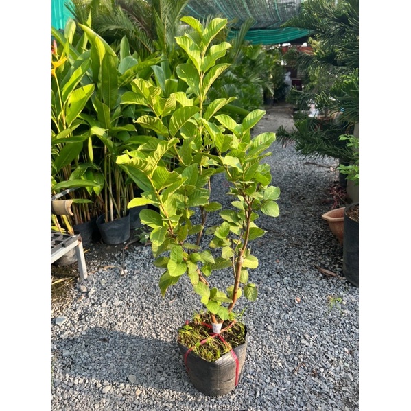 Cây giống ổi nữ hoàng có bông sẵn - cây cao hơn 1m