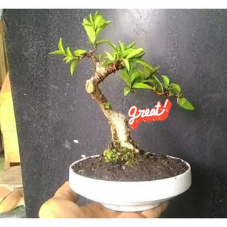 Mai Chiếu thủy gốc quái (dạng cây phôi)