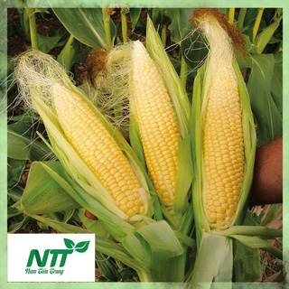 Hạt giống bắp ngọt - bắp tím ngọt tn