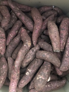 Combo khoai mật 10 kg