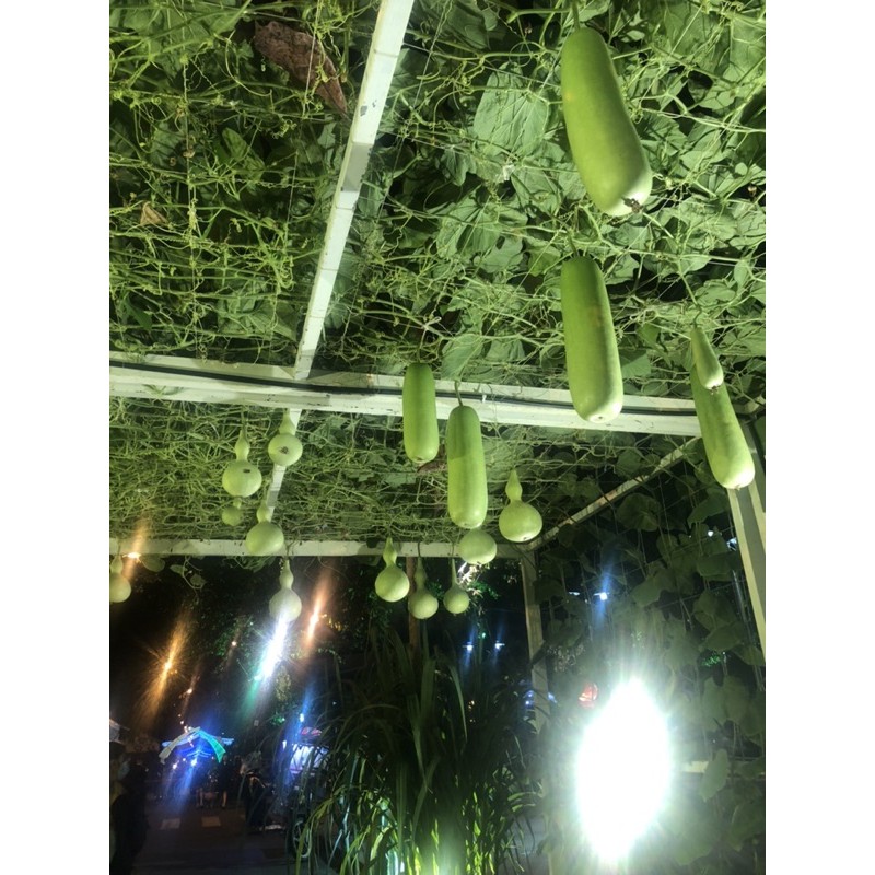 Phân bón 5 sao NPK 20-20-15 +TE tím 1 màu