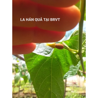 cây giống La Hán Quả