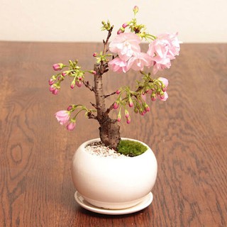 HẠT GIỐNG HOA ANH ĐÀO - 5 hạt/ gói