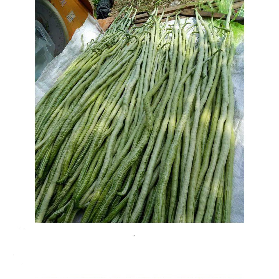 Mướp Rắn  Dế Trồng, Năng Suất Cao 5 Hạt
