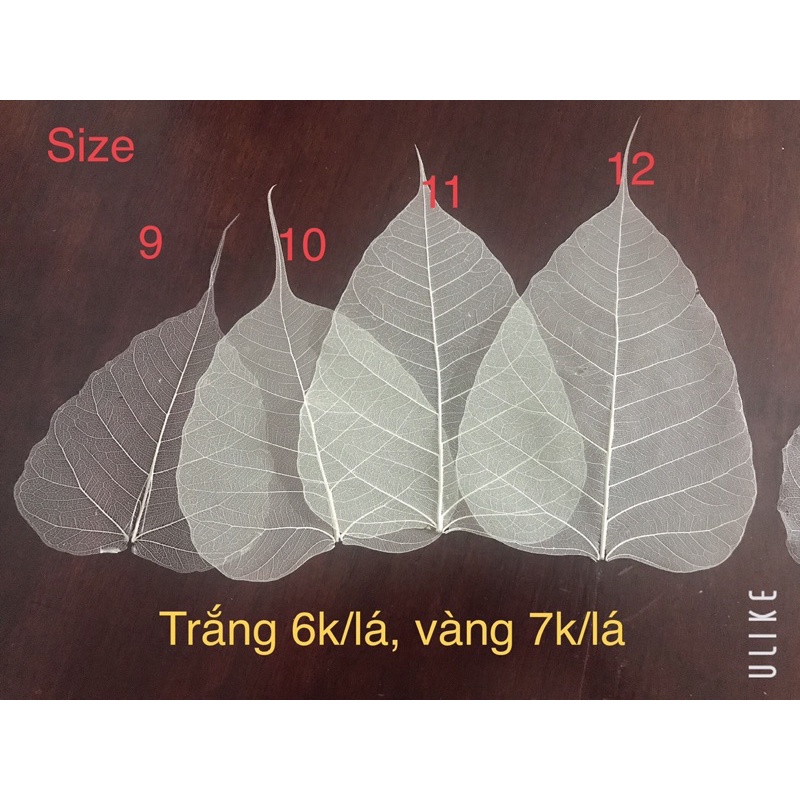 Xương lá Bồ đề tự nhiên
