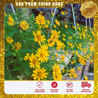 Hạt giống hoa cúc rủ LUCKY SEEDS