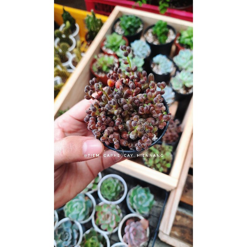 Sen Đá Sedum stahlii