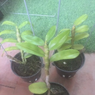 Trầm tím nù năm ảnh cuối- 100k/chậu