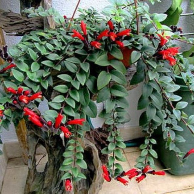 Chậu cây giống hoa lan son môi đỏ kèm chậu treo như hình - Lipstick Plant - Aeschynanthus lobbiana - Trang Flower